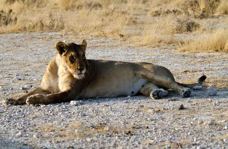 74 - Namibia - leones comiendo - parque nacional de Etosha